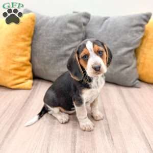 Muffin, Beagle Puppy
