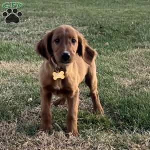 North, Golden Irish Puppy