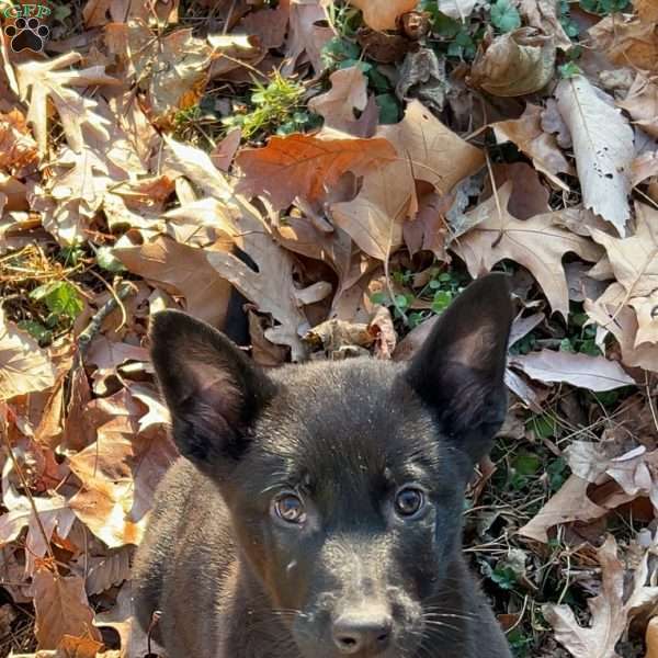 Leonardo, Belgian Malinois Puppy