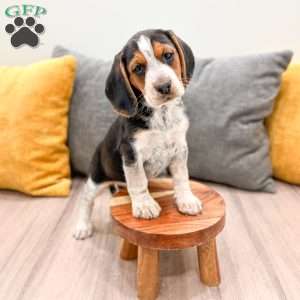 Muffin, Beagle Puppy