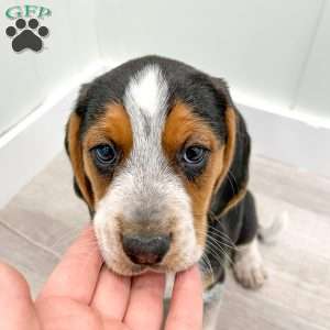 Muffin, Beagle Puppy