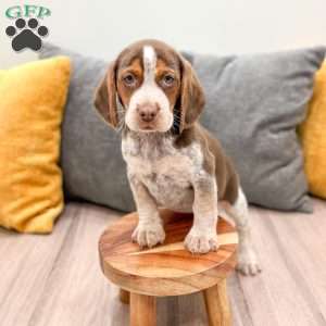 Oscar, Beagle Puppy