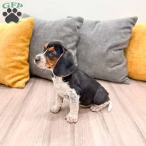 Millie, Beagle Puppy