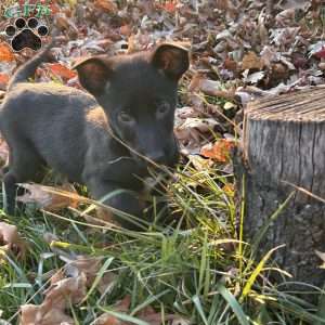 Leah, Belgian Malinois Puppy