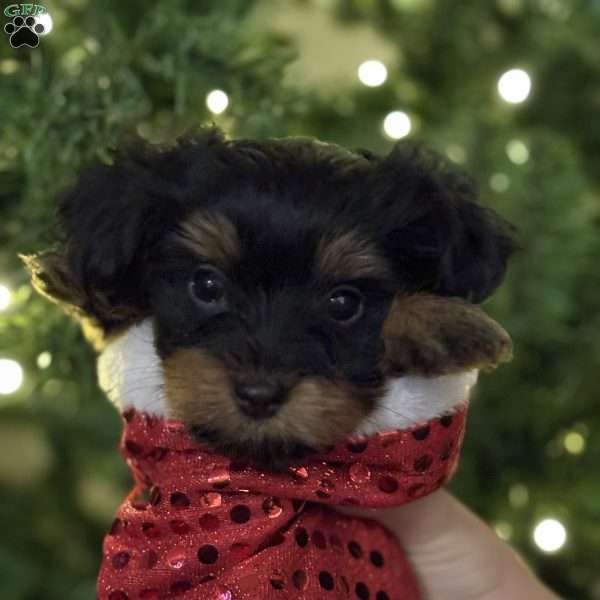 Spike, Yorkie Puppy
