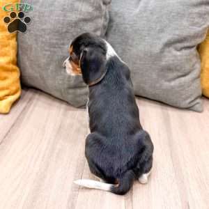 Millie, Beagle Puppy