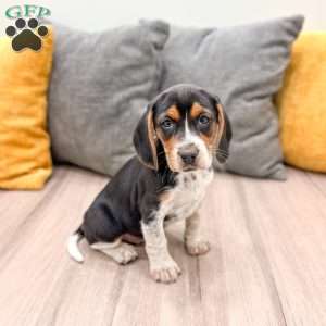 Millie, Beagle Puppy