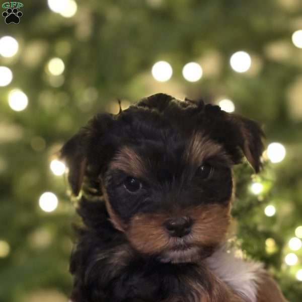 Tucker, Yorkie Puppy