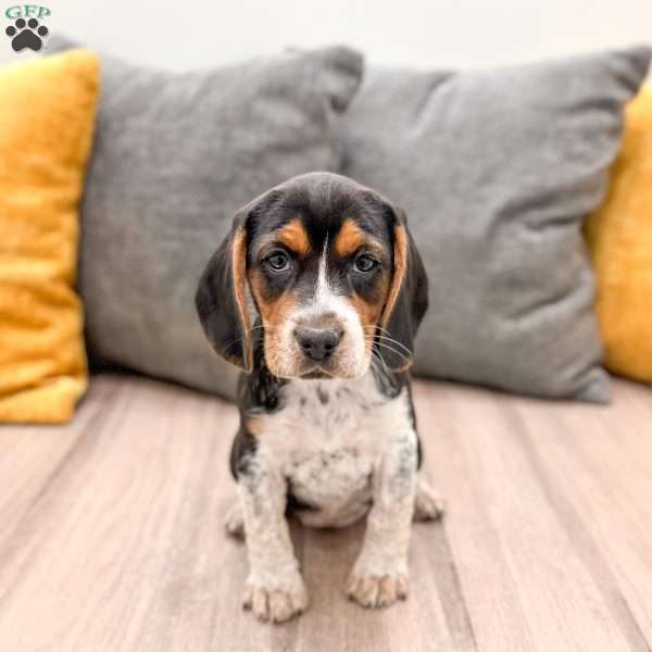 Millie, Beagle Puppy