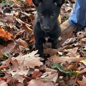 Leah, Belgian Malinois Puppy