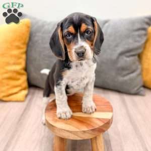 Millie, Beagle Puppy