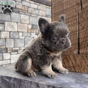 Bobby, French Bulldog Puppy