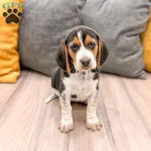 Moana, Beagle Puppy