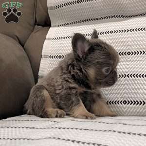 Bobby, French Bulldog Puppy