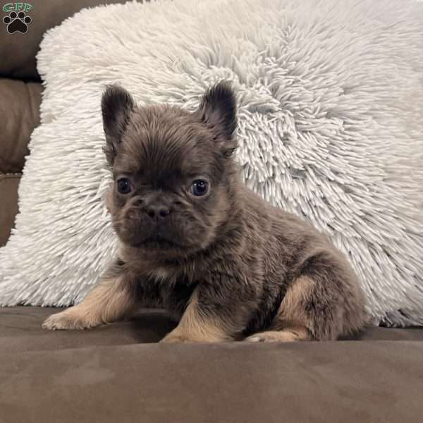 Bobby, French Bulldog Puppy