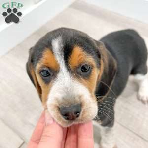 Moana, Beagle Puppy