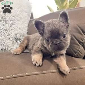 Bobby, French Bulldog Puppy