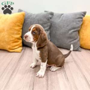 Ollie, Beagle Puppy