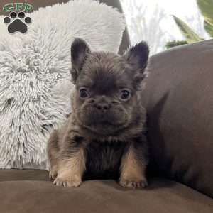 Bobby, French Bulldog Puppy