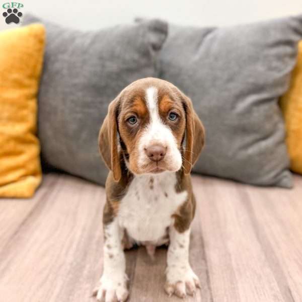 Ollie, Beagle Puppy