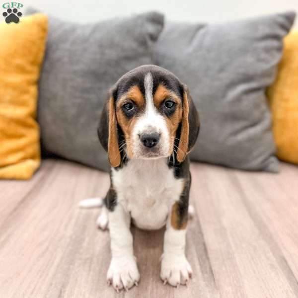 Molly, Beagle Puppy