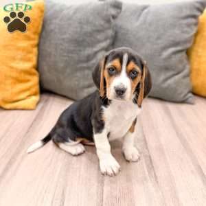 Molly, Beagle Puppy