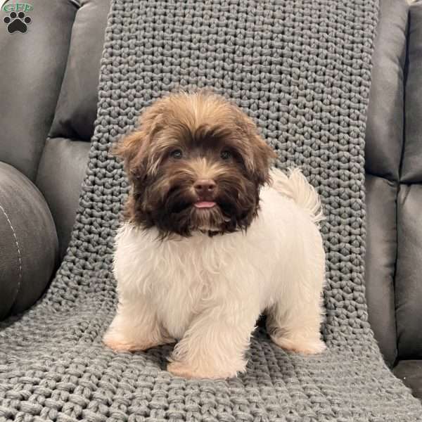 Nick, Havanese Puppy