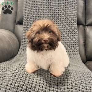 Nick, Havanese Puppy