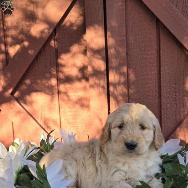 Teddy, Mini Goldendoodle Puppy
