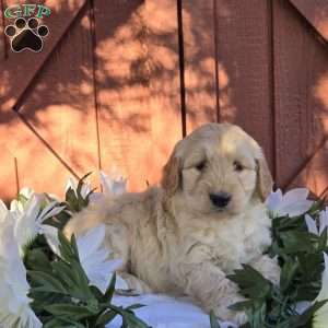 Teddy, Mini Goldendoodle Puppy