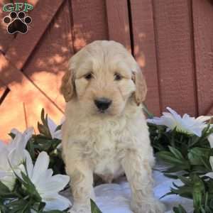 Teddy, Mini Goldendoodle Puppy