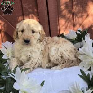 Teddy, Mini Goldendoodle Puppy