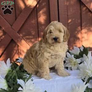 Tinkerbell, Mini Goldendoodle Puppy