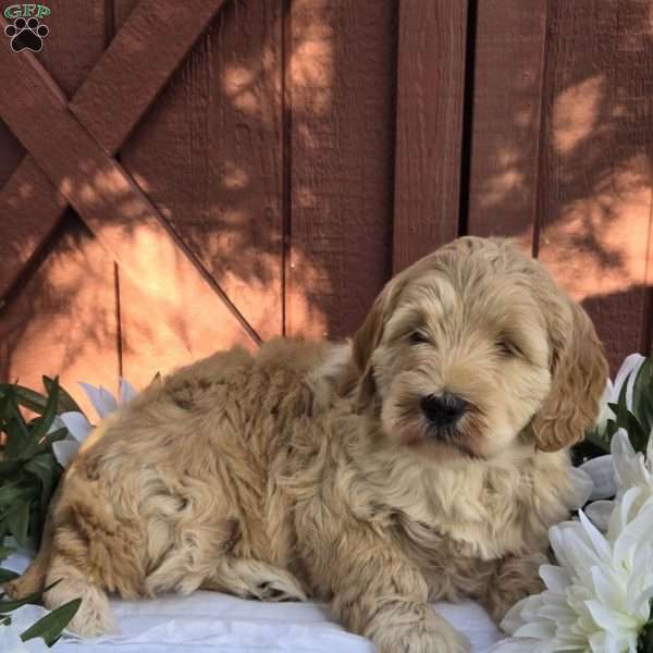 Tinkerbell, Mini Goldendoodle Puppy