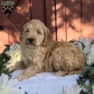 Tinkerbell, Mini Goldendoodle Puppy