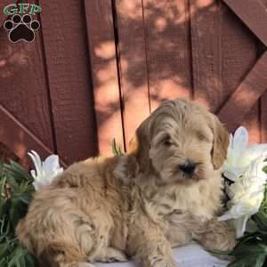 Tinkerbell, Mini Goldendoodle Puppy