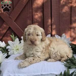 Turbo, Mini Goldendoodle Puppy