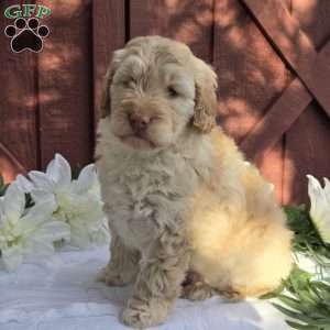 Turbo, Mini Goldendoodle Puppy