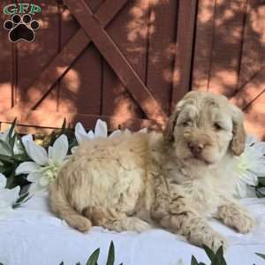 Turbo, Mini Goldendoodle Puppy