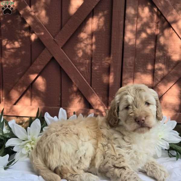 Turbo, Mini Goldendoodle Puppy