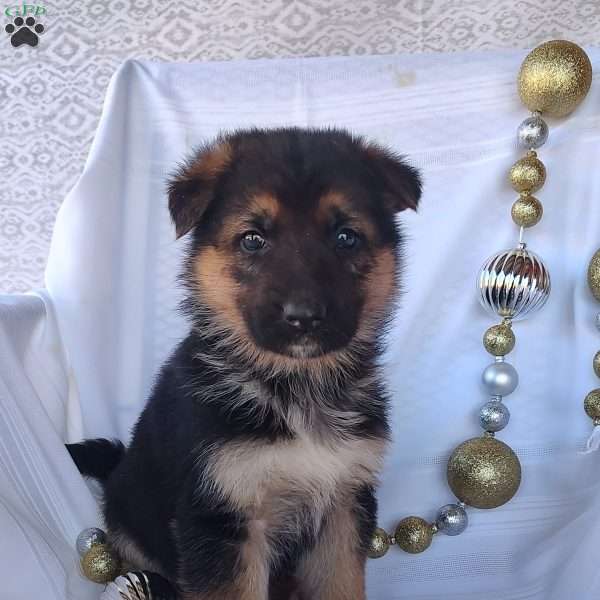 Maisy, German Shepherd Puppy
