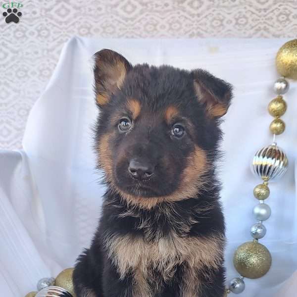 Mayor, German Shepherd Puppy
