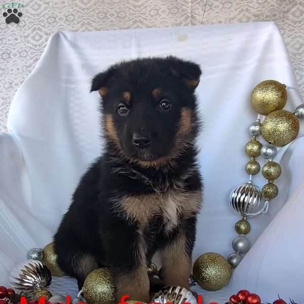 Myla, German Shepherd Puppy