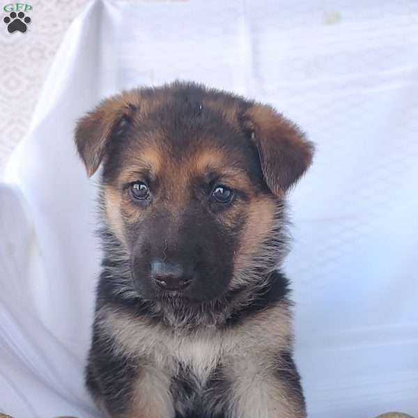 Missy, German Shepherd Puppy