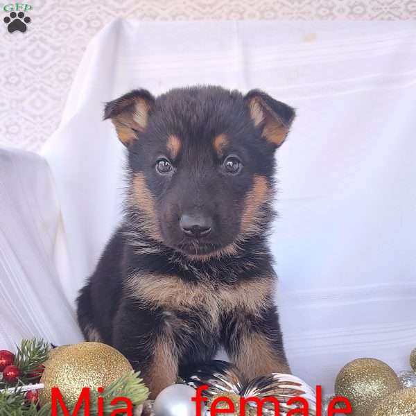 Mia, German Shepherd Puppy