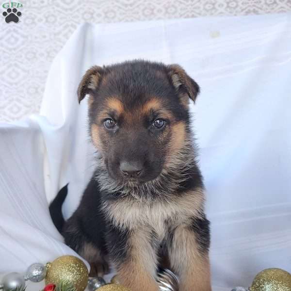 Miles, German Shepherd Puppy