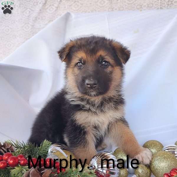Murphy, German Shepherd Puppy
