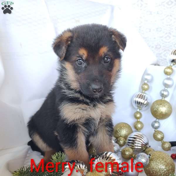 Merry, German Shepherd Puppy