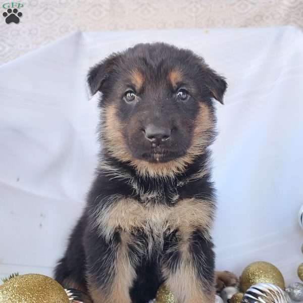 Max, German Shepherd Puppy