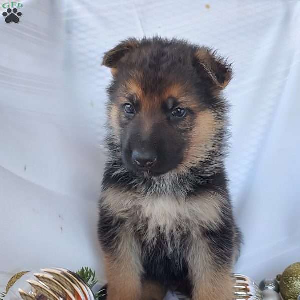 Maverick, German Shepherd Puppy